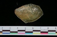 藏品(海兔)的圖片